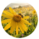 Arnica