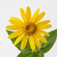 Arnica Montana